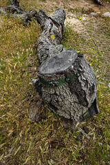 fallen oak branches on grassy ground with fox tail weeds
