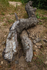 Fototapeta na wymiar fallen oak branches on grassy ground with fox tail weeds