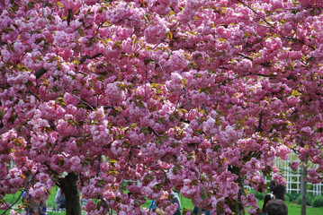 flowers in the garden