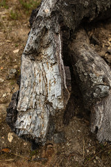 fallen oak branches on grassy ground with fox tail weeds