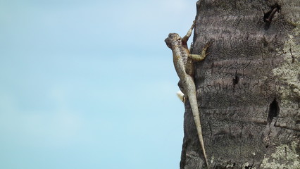 Gekko y azul