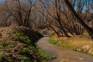 ARROYO EN EL BOSQUE