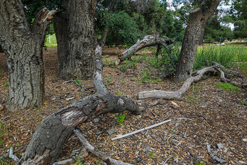 open dry natural park with california live oak trees, rocks, and grass weeds