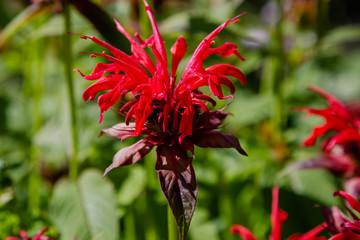 Red flower of monarda, blossom monarda in garden