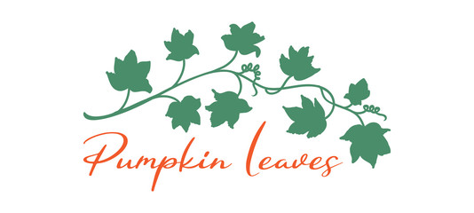 Pumpkin vines and leaves in fall halloween or autmn design border or underline element