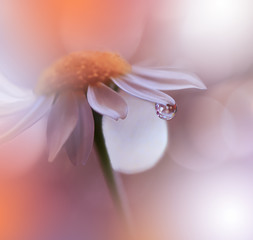 Fototapeta premium Beautiful Orange Nature Background.Abstract Macro Photography.Daisy Flower.Floral Art Design.Artistic Creative Wallpaper.Orange Color.Water Drop.Colorful Natural Photo.Beauty in Nature.
