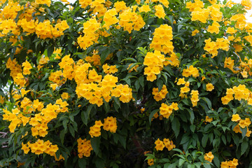 Yellow elder, Trumpetbush, Trumpetflower full bloom early for background.