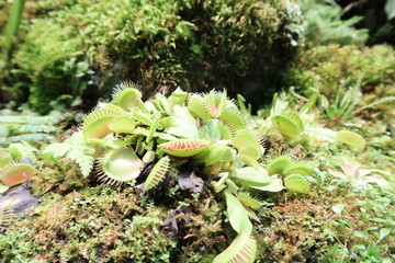 Venus fly trap plants in the tropical garden. Predator plants