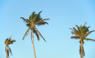 Fototapeta na wymiar coconut trees and tropical sky
