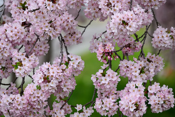 美しい桜の花のアップ