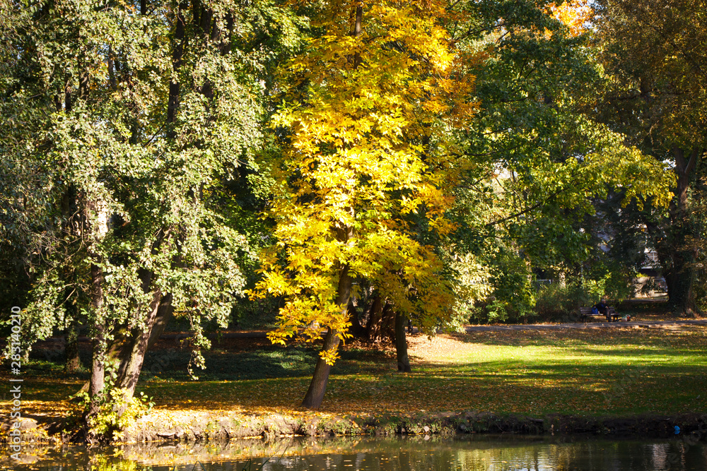 Wall mural view on trees with colorful leaves and lake in autumnal park