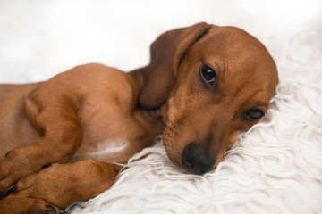 Adorable dachshund puppy in dogs bed.