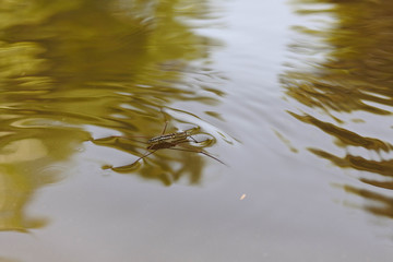 Four-legged insects on the water surface in nature