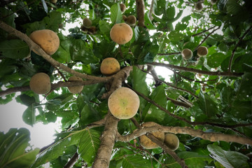 Santol fruits on tree