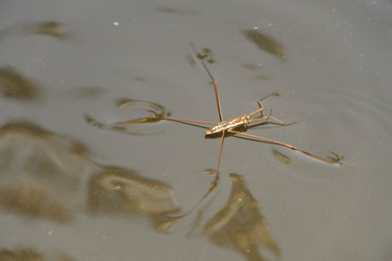 Four-legged insects on the water surface in nature