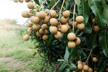 Longan fruit on the tree in the farm.