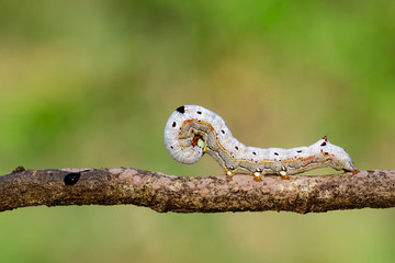 Image of brown caterpillar butterfly on the branches on a natural background. Insect. Animal.