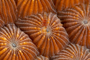 undetermined Periclimenes sp., Wasp shrimp on coral