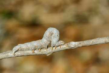 Image of brown caterpillar butterfly on the branches on a natural background. Insect. Animal.