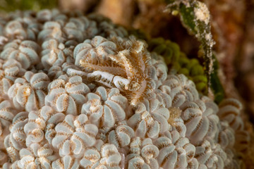 Xenia Soft Coral Shrimp, Hump-backed Shrimp, Hippolyte commensalis