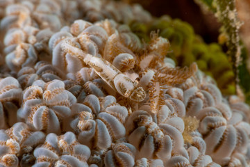 Xenia Soft Coral Shrimp, Hump-backed Shrimp, Hippolyte commensalis