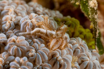 Xenia Soft Coral Shrimp, Hump-backed Shrimp, Hippolyte commensalis