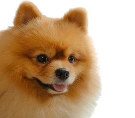 Obraz premium The brown dog smiles, so cute and friendly isolated on white background.