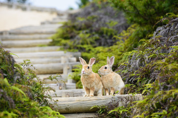 うさぎ