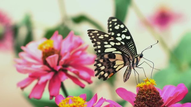 Butterflies eat nectar in flowers.