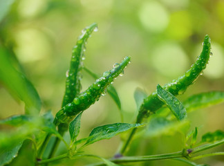 Green chili with water drop on tree in garden on soft light ray and blurry background.