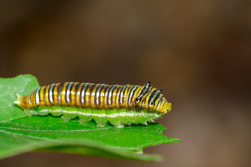 Image of Spot Swordtail Caterpillar brown morph(Graphium nomius) on green leaves on a natural background. Insect. Animal.