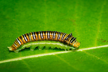 Image of Spot Swordtail Caterpillar brown morph(Graphium nomius) on green leaves on a natural background. Insect. Animal.