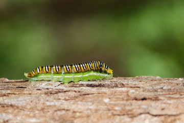 Image of Spot Swordtail Caterpillar brown morph(Graphium nomius) on tree on a natural background. Insect. Animal.