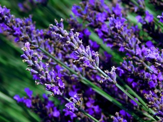 Close-up photo of blossomed lavander flower