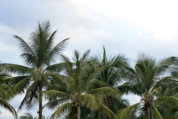 Fototapeta na wymiar Palm trees on a background of cloudy sky. Tropical background
