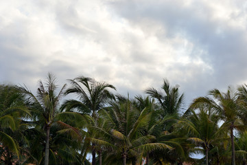 Palm trees on a background of cloudy sky. Tropical background
