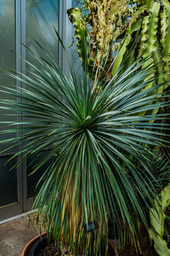 Big bend yucca , agave family agavacea plant in pavillion of botanic garden