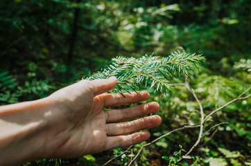 Female hand touches a coniferous tree branch in the forest. The sun shines brightly. The concept of...