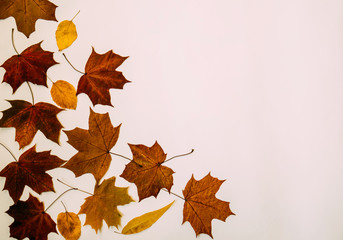 Autumn falling leaves and copyspace for text on pastel background.
