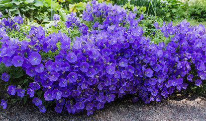 Blossoming Campanula carpatica in garden. Beautiful blue flowers of the Campanula carpatica.