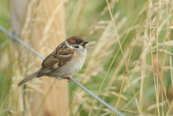 A rare cute baby Tree Sparrow, Passer montanus, perching on a wire fence. It is waiting for one of...