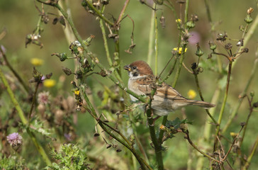 A rare cute baby Tree Sparrow, Passer montanus, perching on a plant. It is waiting for one of its parents to come back and feed it.