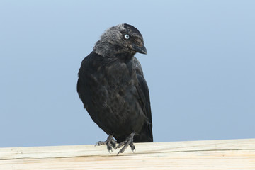 A pretty Jackdaw, Corvus monedula, perching on a wooden fence post at the edge of a meadow.