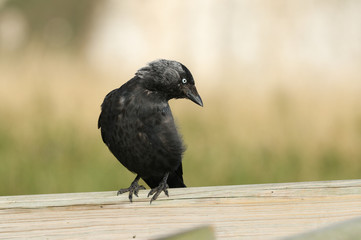 A pretty Jackdaw, Corvus monedula, perching on a wooden fence post at the edge of a meadow.
