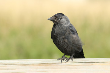 A pretty Jackdaw, Corvus monedula, perching on a wooden fence post at the edge of a meadow.