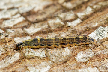 Image of brown caterpillars of hyblaea puera on tree on a natural background. Insect. Animal.