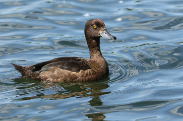A pretty female Tufted Duck, Aythya fuligula, swimming on a lake in the UK.