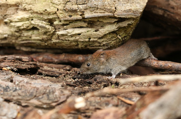 A cute wild Bank Vole, Myodes glareolus foraging for food in a log pile in woodland in the UK.