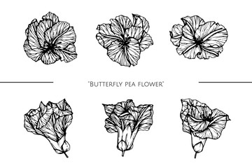 butterfly pea flower drawing illustration with line art on white backgrounds.