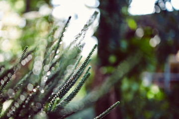 Green pine tree leave with light bokeh background